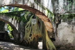 Last Look: Everything the Light Touches | Overgrown tree shadows; Mexico | Photo by Karla Perez Campos