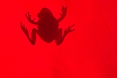 Last Look: Everything the Light Touches | Frog silhouette through umbrella | Photo by Pamela Micks